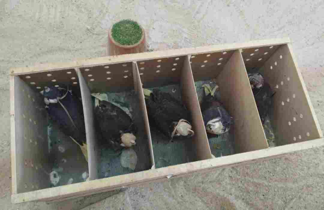 Ministry seizes five Falcons at Hamad Airport